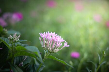 The background image of the colorful flowers, background nature