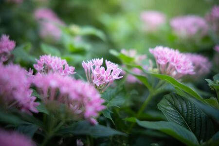 The background image of the colorful flowers, background natureの写真素材