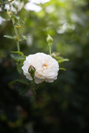 Roses in the garden, Roses are beautiful with a beautiful sunny day.の写真素材