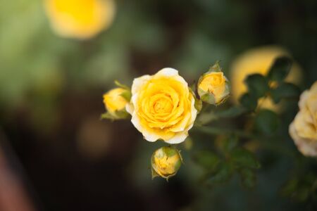 Roses in the garden, Roses are beautiful with a beautiful sunny day.の写真素材