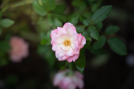 Roses in the garden, Roses are beautiful with a beautiful sunny day.の写真素材