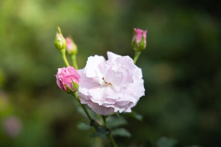 Roses in the garden, Roses are beautiful with a beautiful sunny day.