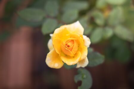 Roses in the garden, Roses are beautiful with a beautiful sunny day.の写真素材