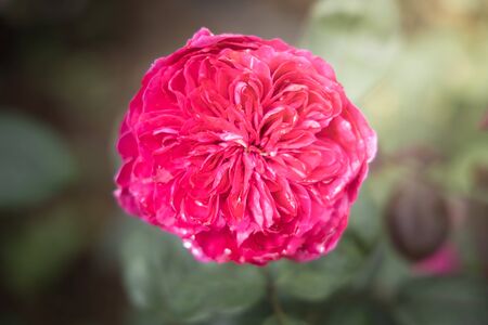 Roses in the garden, Roses are beautiful with a beautiful sunny day.の写真素材