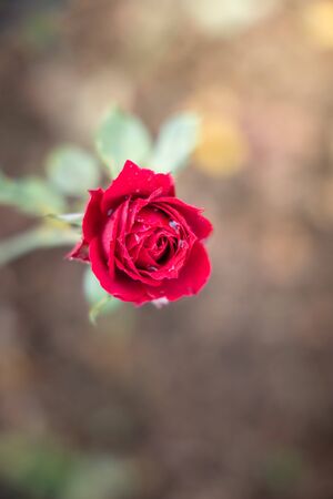 Roses in the garden, Roses are beautiful with a beautiful sunny day.の写真素材