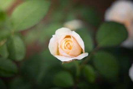 Roses in the garden, Roses are beautiful with a beautiful sunny day.の写真素材