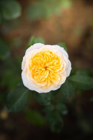 Roses in the garden, Roses are beautiful with a beautiful sunny day.の写真素材