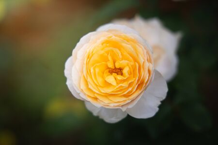 Roses in the garden, Roses are beautiful with a beautiful sunny day.の写真素材