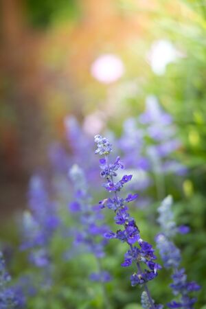 The background image of the colorful flowers, background natureの写真素材