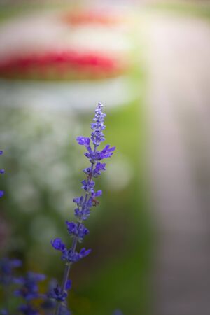 The background image of the colorful flowers, background natureの写真素材