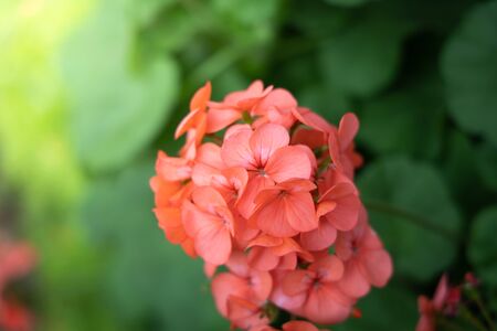 The background image of the colorful flowers, background nature