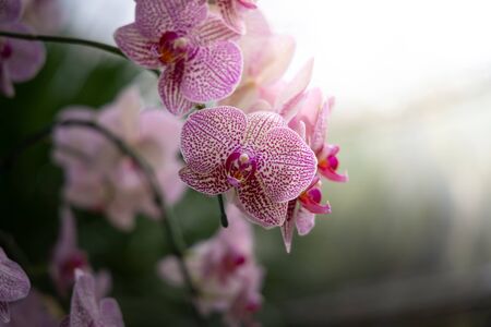 The background image of the colorful flowers, background natureの写真素材