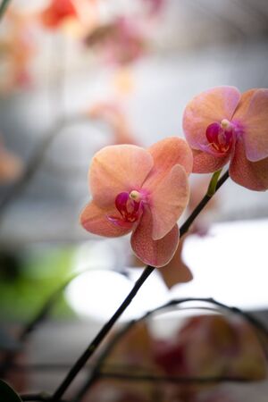 The background image of the colorful flowers, background natureの写真素材