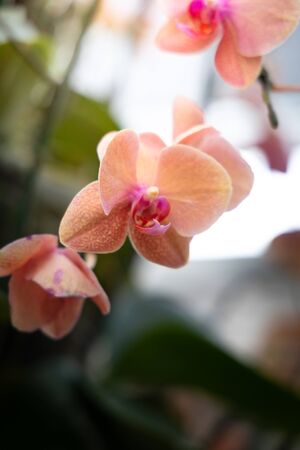 The background image of the colorful flowers, background natureの写真素材