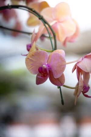 The background image of the colorful flowers, background natureの写真素材