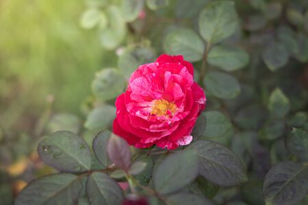 The background image of the colorful flowers, background natureの写真素材
