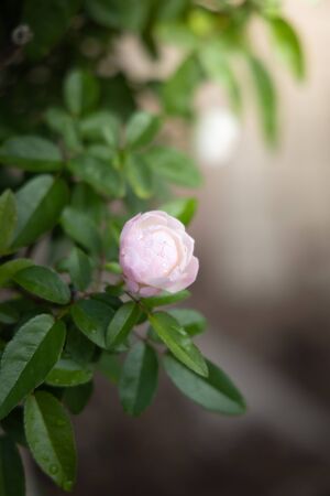 The background image of the colorful flowers, background natureの写真素材