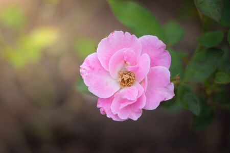Roses in the garden, Roses are beautiful with a beautiful sunny day.の写真素材