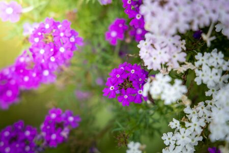 The background image of the colorful flowers, background natureの写真素材