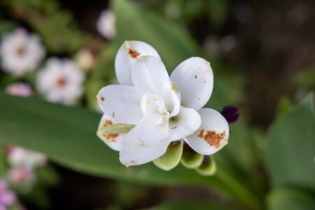 The background image of the colorful flowers, background natureの写真素材