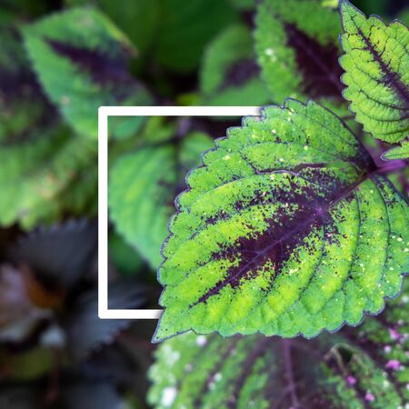 Background texture of leaves closeup. Green Leaves Background with White Paper Frame. Flat Layの写真素材