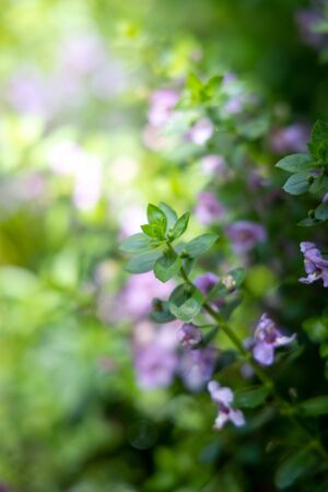 The background image of the colorful flowers, background natureの写真素材