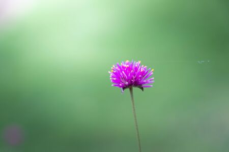 The background image of the colorful flowers, background natureの写真素材