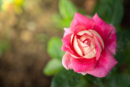 Roses in the garden, Roses are beautiful with a beautiful sunny day.の写真素材