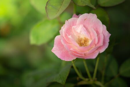Roses in the garden, Roses are beautiful with a beautiful sunny day.の写真素材