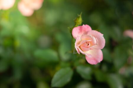 Roses in the garden, Roses are beautiful with a beautiful sunny day.の写真素材