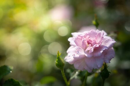Roses in the garden, Roses are beautiful with a beautiful sunny day.の写真素材