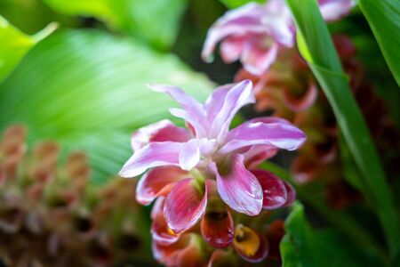The background image of the colorful flowers, background natureの写真素材