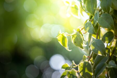 Close Up green leaf under sunlight in the garden. Natural background with copy space.の写真素材