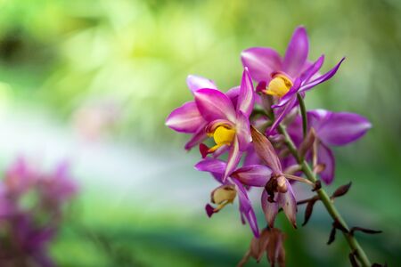 The background image of the colorful flowers, background nature