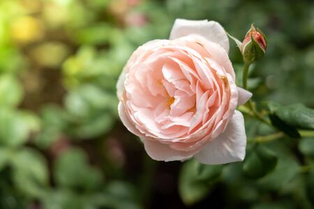 Roses in the garden, Roses are beautiful with a beautiful sunny day.の写真素材