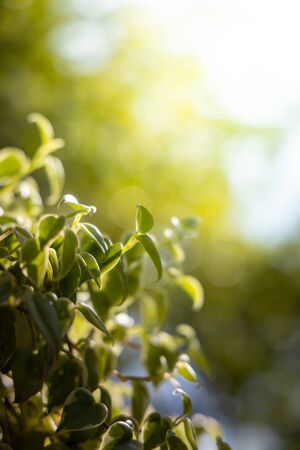 Close Up green leaf under sunlight in the garden. Natural background with copy space.の写真素材