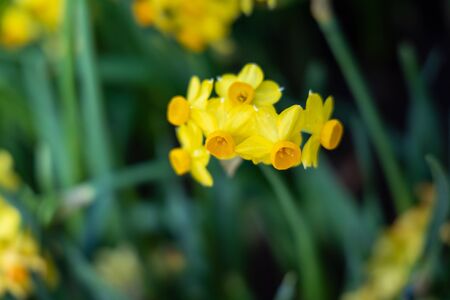 The background image of the colorful flowers, background natureの写真素材