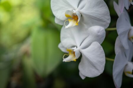 The background image of the colorful flowers, background natureの写真素材