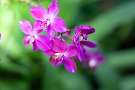 The background image of the colorful flowers, background natureの写真素材