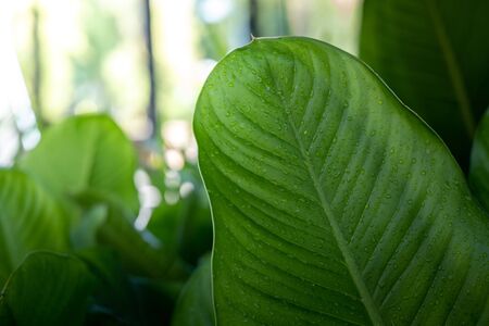 Background texture of leaves closeup. Green Leaves Background with White Paper Frame. Flat Lay