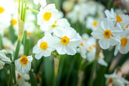 The background image of the colorful flowers, background nature