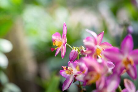 The background image of the colorful flowers, background natureの写真素材