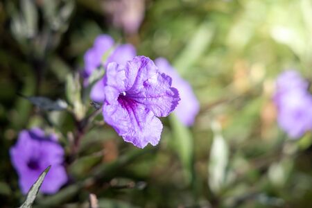 The background image of the colorful flowers, background natureの写真素材