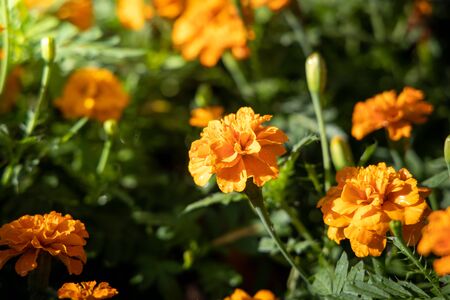 The background image of the colorful flowers, background natureの写真素材