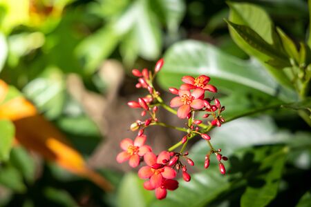The background image of the colorful flowers, background natureの写真素材