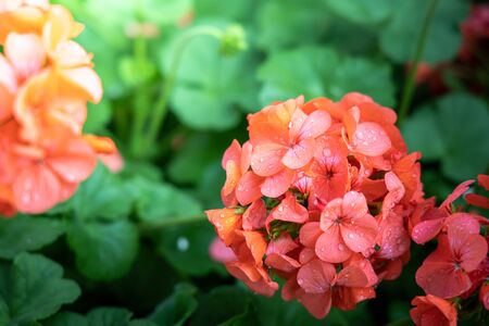 The background image of the colorful flowers, background nature
