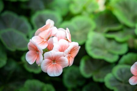 The background image of the colorful flowers, background natureの写真素材