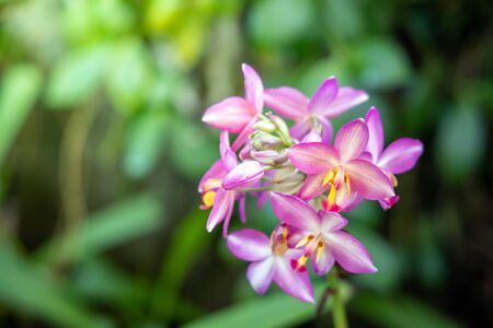 The background image of the colorful flowers, background natureの写真素材