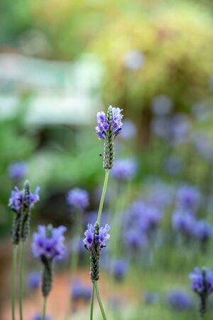 The background image of the colorful flowers, background natureの写真素材
