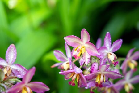 The background image of the colorful flowers, background natureの写真素材